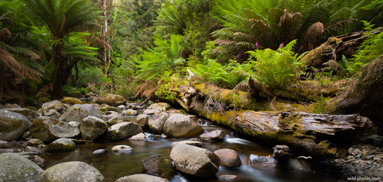 Evercreech Rainforest