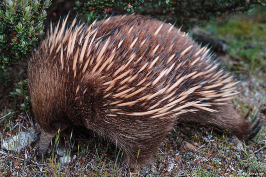 Echidna