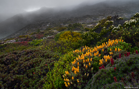 Richea scoparia, Mt Field NP, K-Col, Rodway Range, Tasmania