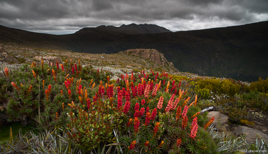Richea scoparia, Mt Field NP, Newdegate Pass, Tasmania