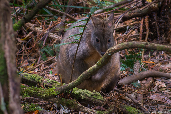 Dismal Swamp Sinkhole, Tasmania
