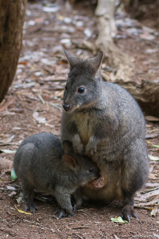 Dismal Swamp Sinkhole, Tasmania