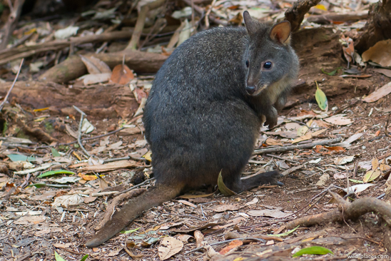 Dismal Swamp Sinkhole, Tasmania