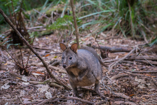 Dismal Swamp Sinkhole, Tasmania