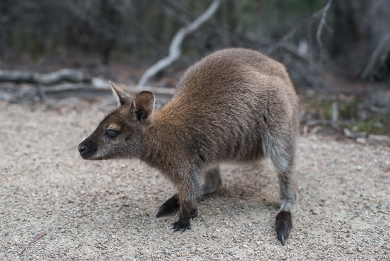 Freycinet National Park, Wineglass Bay Lookout Track, Tasmania