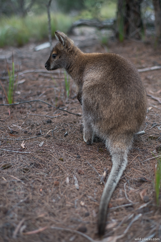 Freycinet National Park, Wineglass Bay Lookout Track, Tasmania
