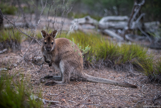 Freycinet National Park, Wineglass Bay Lookout Track, Tasmania