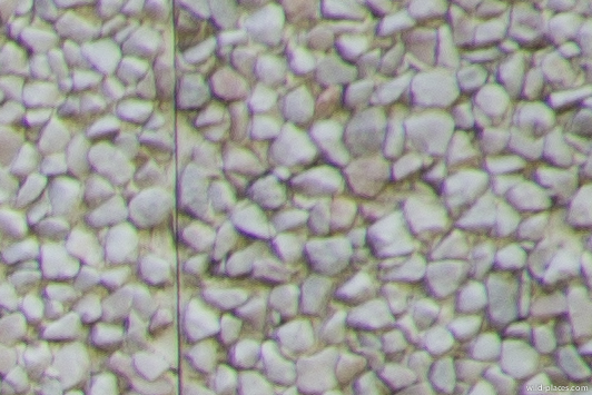 300mm, TC20, f/5.6, corner