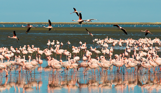 Flamingo colony, Walvis Bay