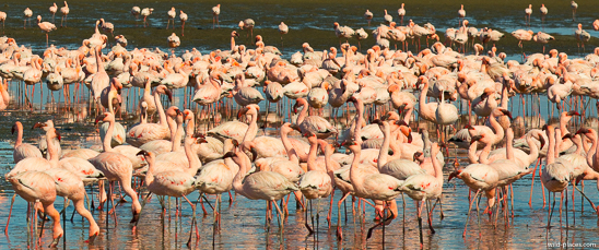 Flamingo colony, Walvis Bay