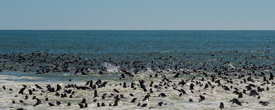 Pelican Point, Walvis Bay