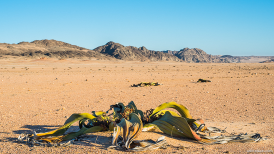 Welwitschia mirabilis, Welwitschia Trail