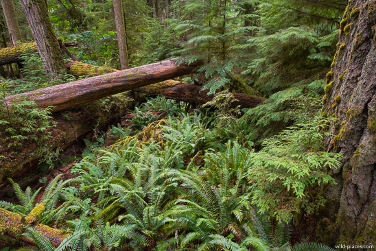 Cathedral Grove, MacMillan Provincial Park, Vancouver Island, BC, Canada