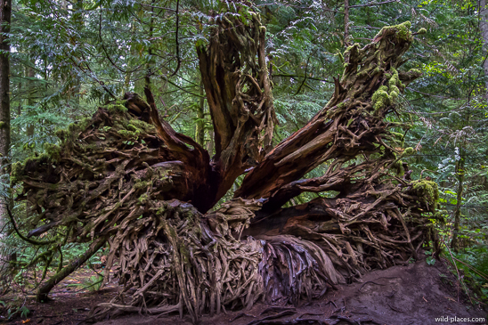 Cathedral Grove, MacMillan Provincial Park, Vancouver Island, BC, Canada