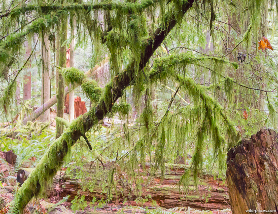 Cathedral Grove, MacMillan Provincial Park, Vancouver Island, BC, Canada