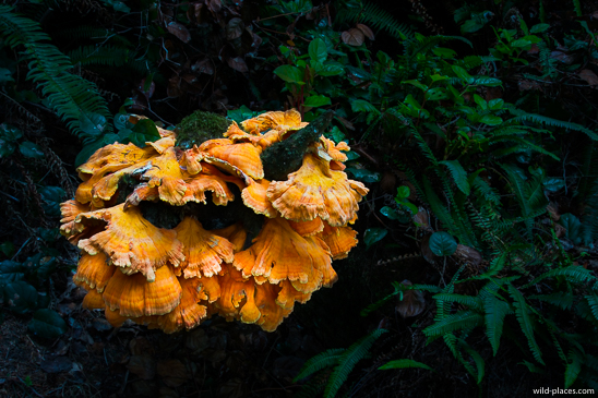 Sombrio Beach, Juan de Fuca Provincial Park, Vancouver Island, BC, Canada