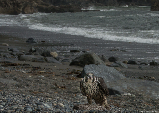 Sombrio Beach, Juan de Fuca Provincial Park, Vancouver Island, BC, Canada
